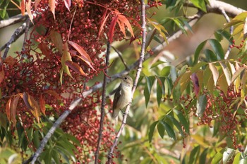 Sun, 10/27/2019 Birding report at Kobe Forest Botanic Garden