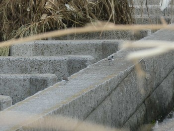 2019年10月27日(日) 多摩川二ヶ領宿河原堰の野鳥観察記録