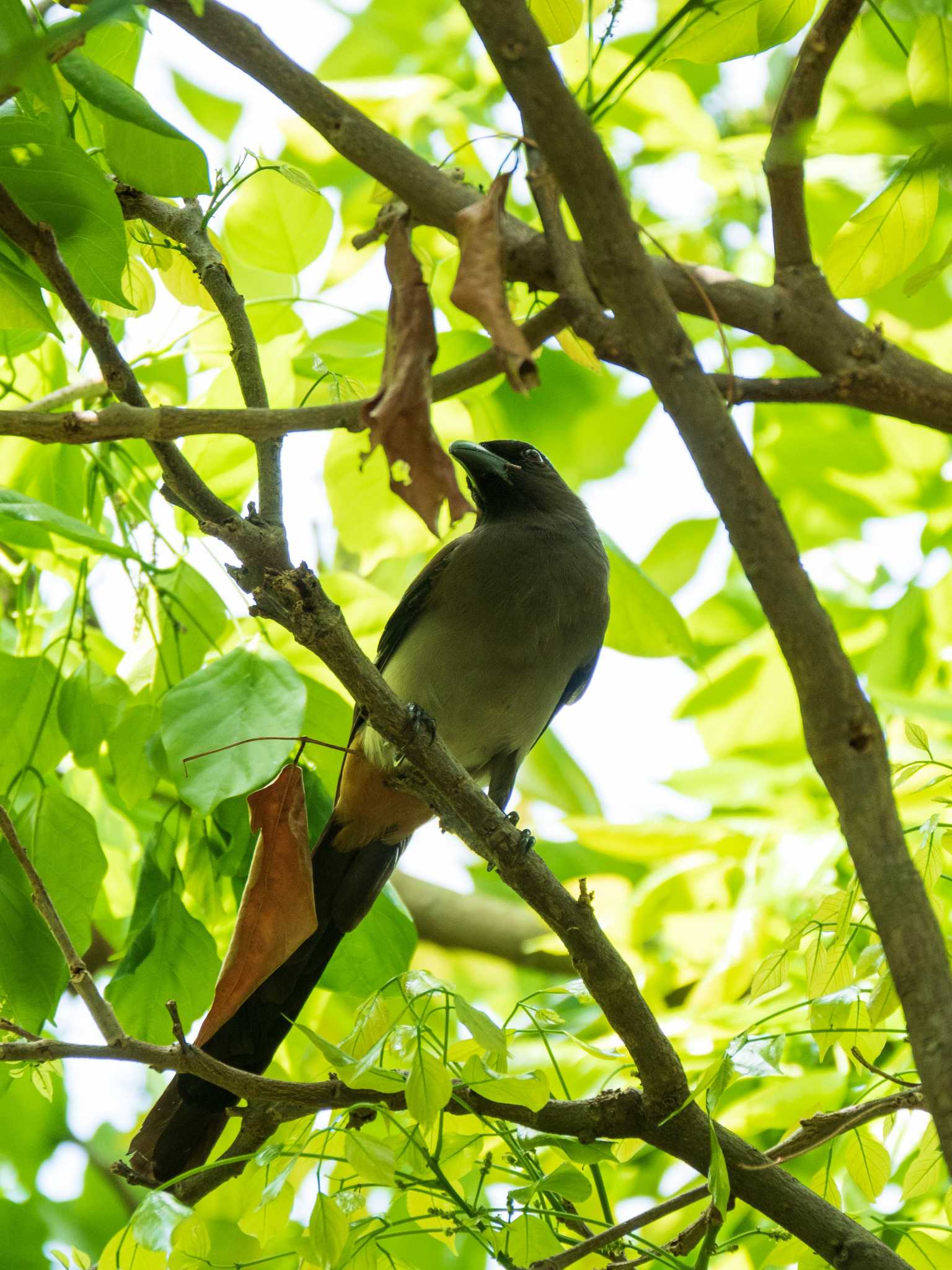 Photo of Grey Treepie at 関渡自然公園 by ryokawameister