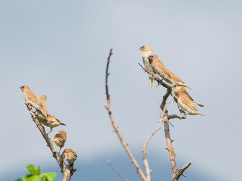 Scaly-breasted Munia 関渡自然公園 Sun, 10/20/2019