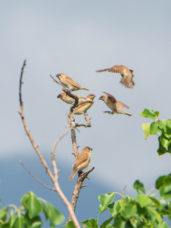 Scaly-breasted Munia 関渡自然公園 Sun, 10/20/2019