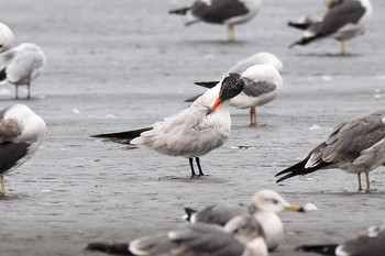 Caspian Tern Sambanze Tideland Sun, 10/27/2019