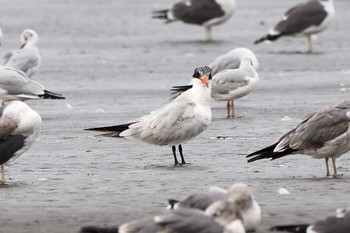 Caspian Tern Sambanze Tideland Sun, 10/27/2019