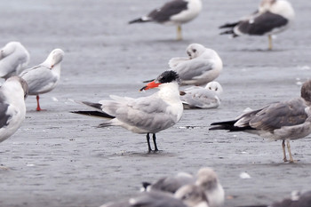 Caspian Tern Sambanze Tideland Sun, 10/27/2019