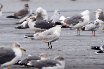 Caspian Tern Sambanze Tideland Sun, 10/27/2019