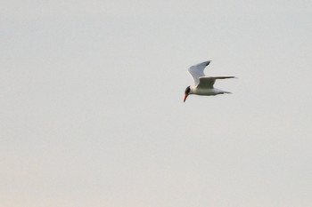 Caspian Tern 千葉県 Sun, 10/27/2019