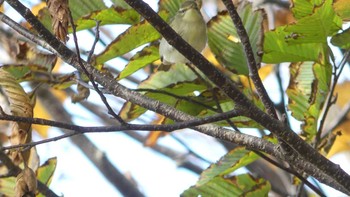 Sakhalin Leaf Warbler マスイチ展望台 Sun, 10/27/2019