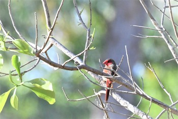 Crimson Finch オーストラリア,ケアンズ～アイアインレンジ Sun, 10/20/2019