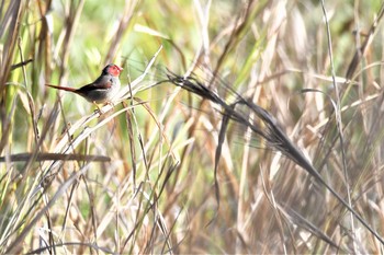 Crimson Finch