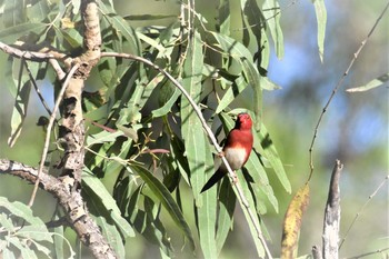 Crimson Finch オーストラリア,ケアンズ～アイアインレンジ Sun, 10/20/2019