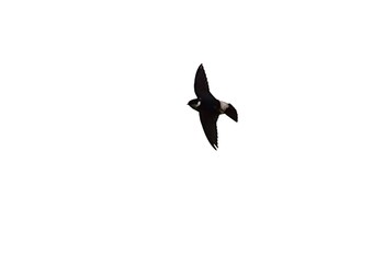 Asian House Martin Unknown Spots Sat, 10/26/2019