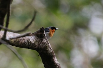 メンガタカササギビタキ アイアンレンジ国立公園 2019年10月15日(火)