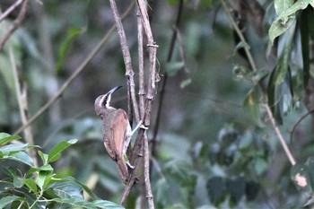 Magnificent Riflebird