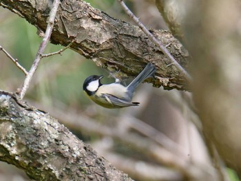 2019年10月28日(月) 神戸市西区の野鳥観察記録