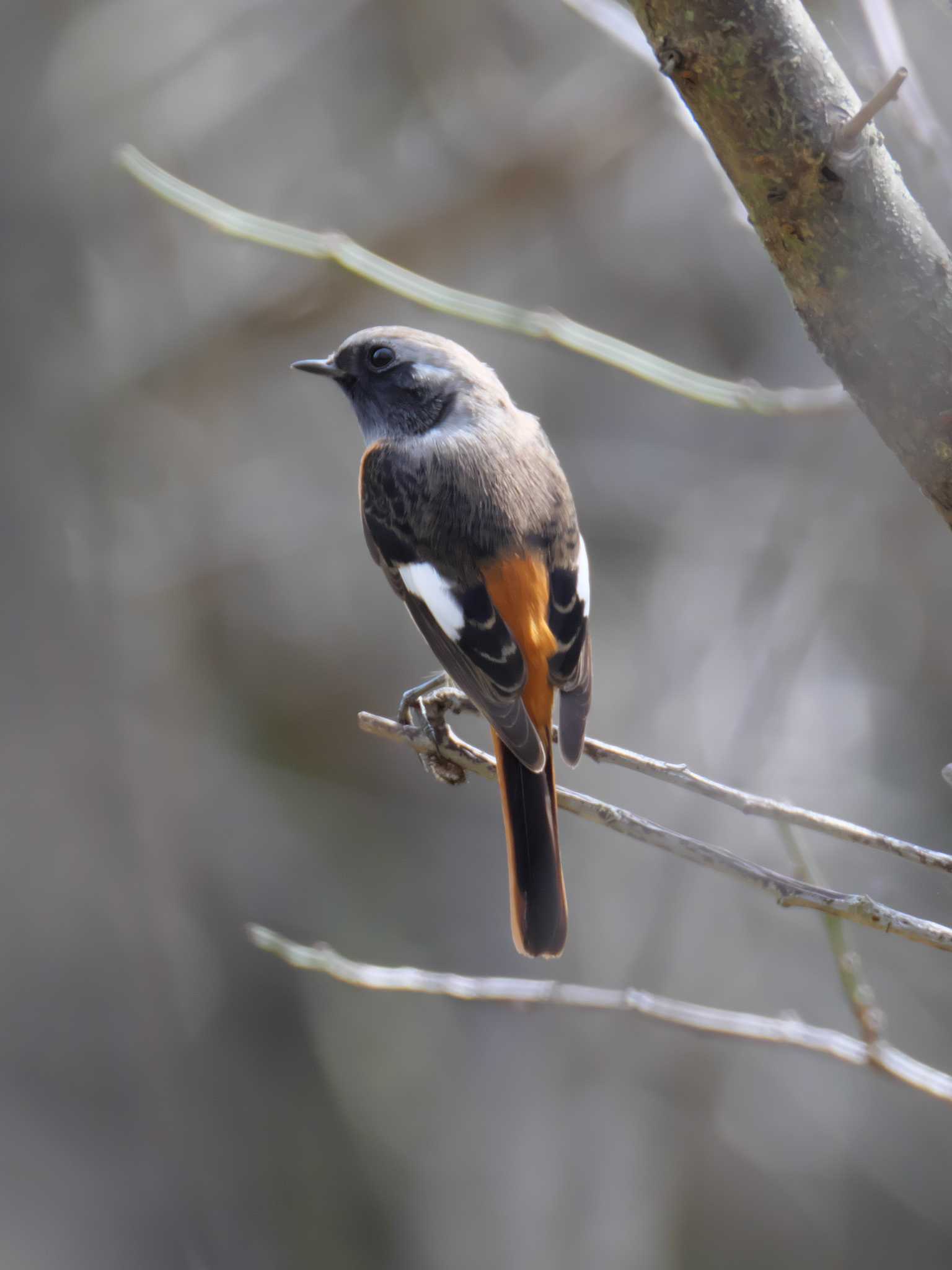 Daurian Redstart