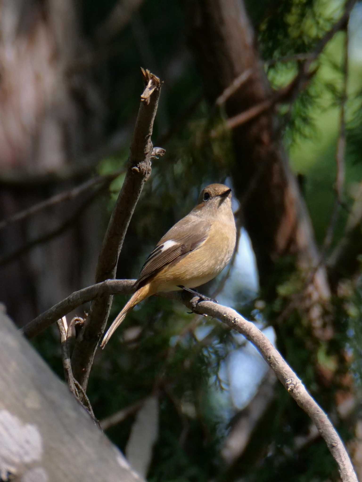 Daurian Redstart