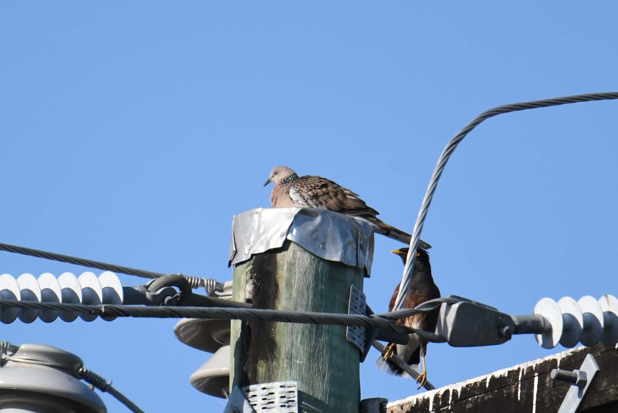 Photo of Spotted Dove at ケアンズ by あひる