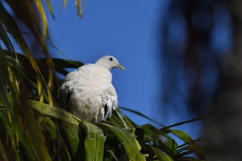 Torresian Imperial Pigeon ケアンズ Sat, 10/12/2019