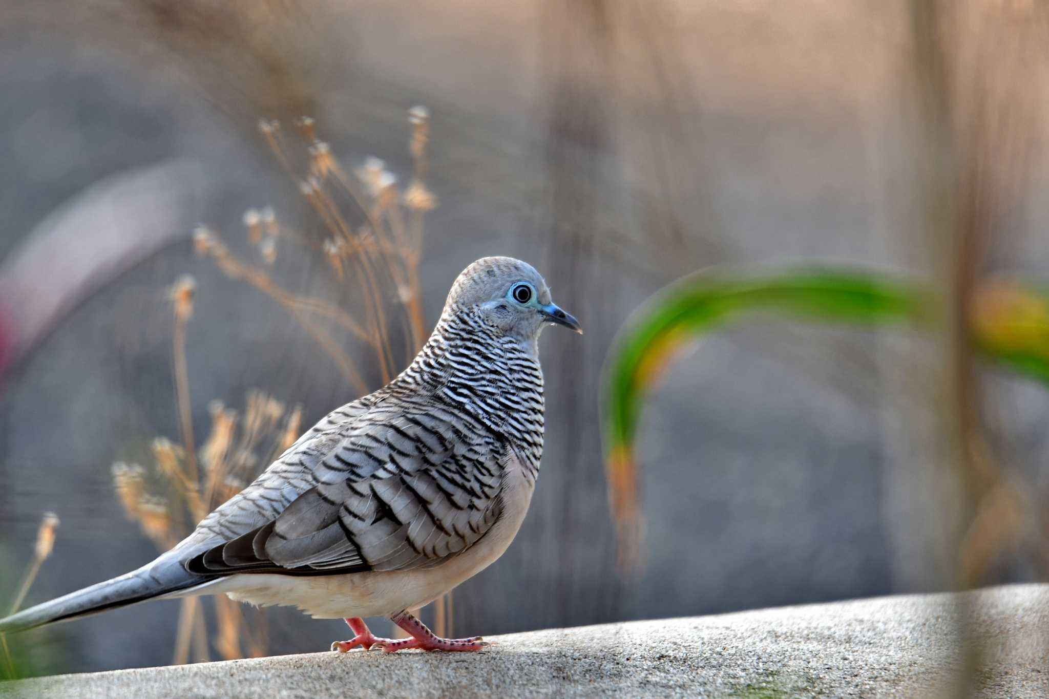 Photo of Peaceful Dove at ケアンズ by あひる