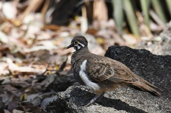 Squatter Pigeon