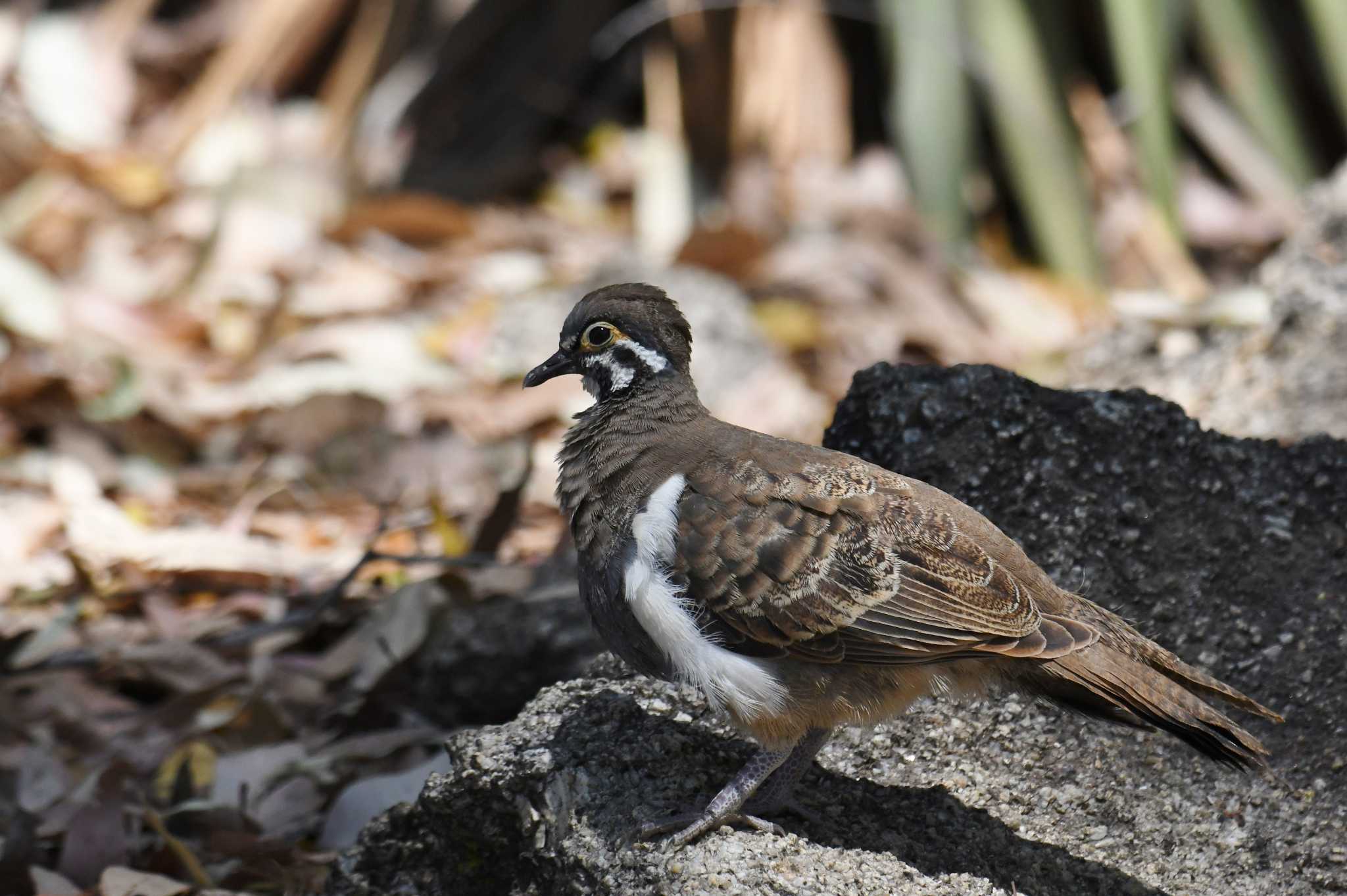 Photo of Squatter Pigeon at ケアンズ by あひる