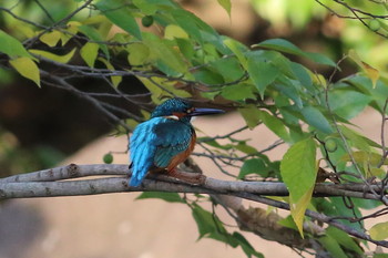 Common Kingfisher Unknown Spots Mon, 10/28/2019