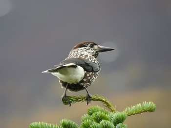 Sun, 10/27/2019 Birding report at Okuniwaso(Mt. Fuji)