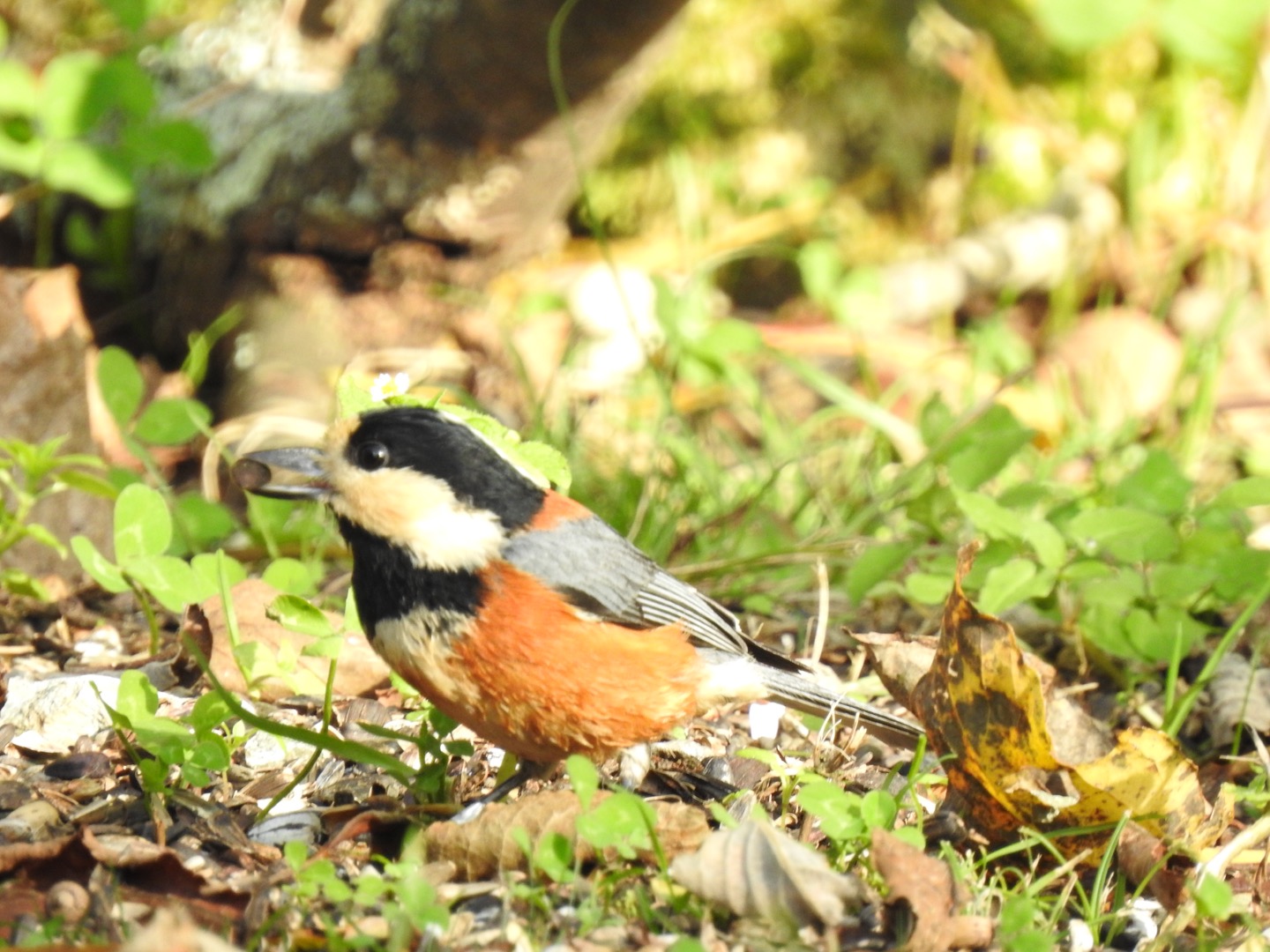 Photo of Varied Tit at 西湖野鳥の森公園 by da