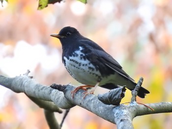 Japanese Thrush Lake Kawaguchiko Field Center Sun, 10/27/2019