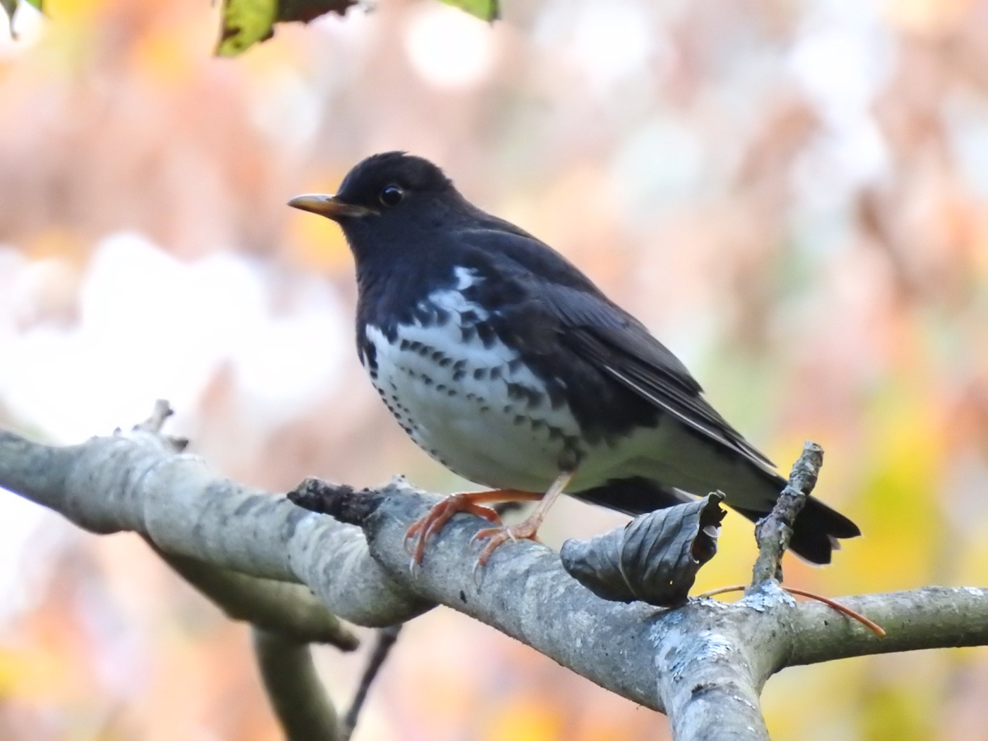 Photo of Japanese Thrush at Lake Kawaguchiko Field Center by da