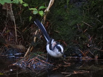 Long-tailed Tit Lake Kawaguchiko Field Center Sun, 10/27/2019