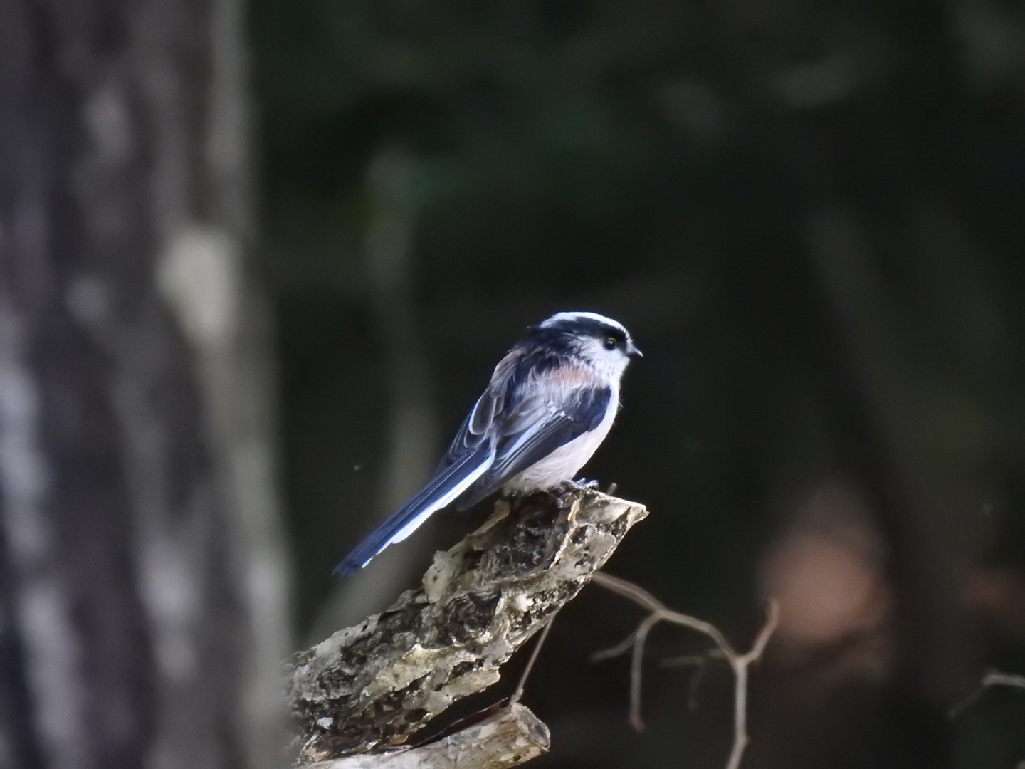西湖野鳥の森公園 エナガの写真 by da