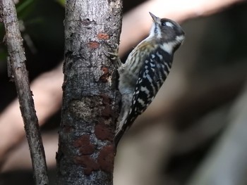 Japanese Pygmy Woodpecker 西湖野鳥の森公園 Sun, 10/27/2019
