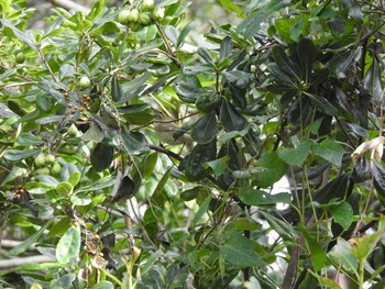 Eastern Crowned Warbler Kasai Rinkai Park Mon, 10/28/2019