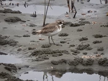 Mon, 10/14/2019 Birding report at Yatsu-higata