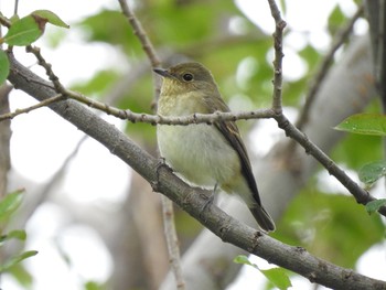 2019年10月14日(月) 水元公園の野鳥観察記録