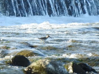 イソシギ 多摩川二ヶ領宿河原堰 2019年10月5日(土)