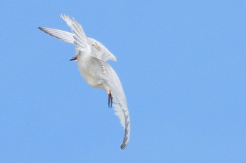 クロハラアジサシ 富士川 2019年10月20日(日)