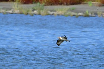 ミサゴ 富士川 2019年10月5日(土)