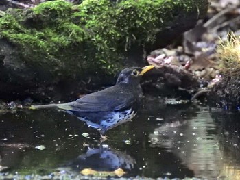 クロツグミ 大洞の水場 2019年8月11日(日)