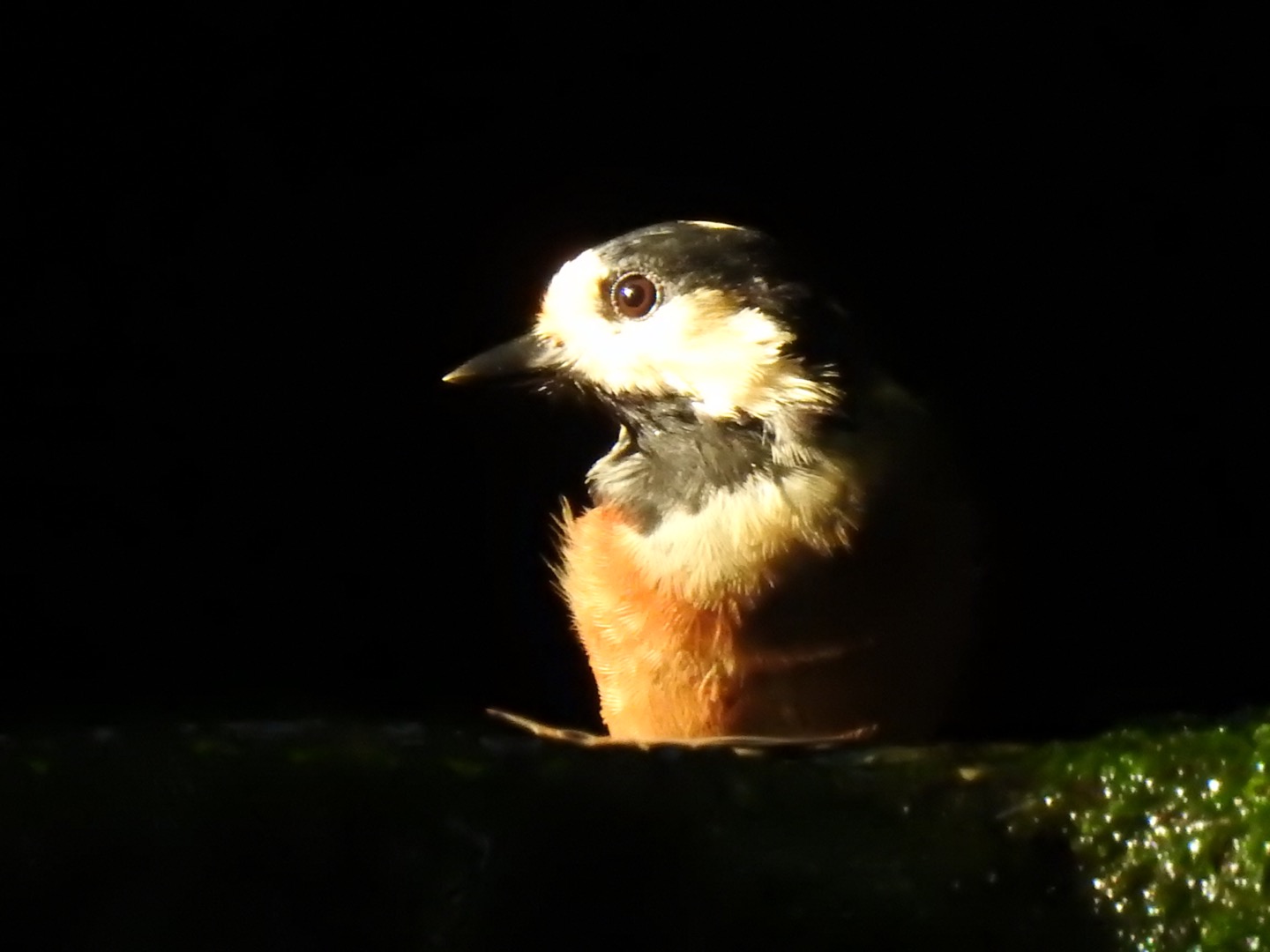 Varied Tit