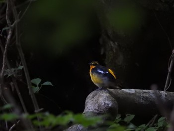 キビタキ 大洞の水場 2019年8月11日(日)