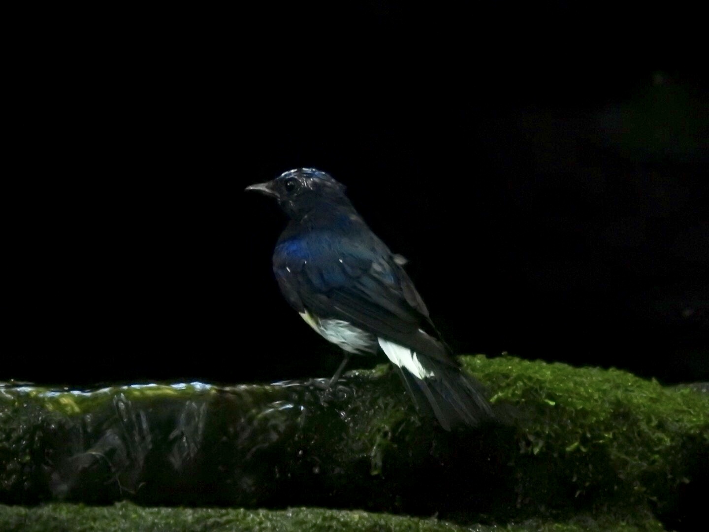 Blue-and-white Flycatcher