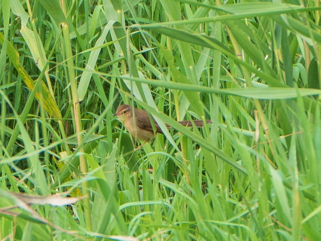 Photo of Plain Prinia at 関渡自然公園 by ryokawameister