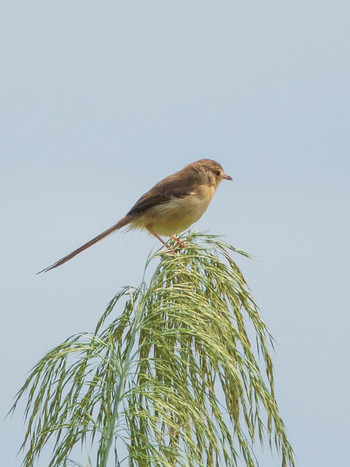 Plain Prinia 関渡自然公園 Sun, 10/20/2019