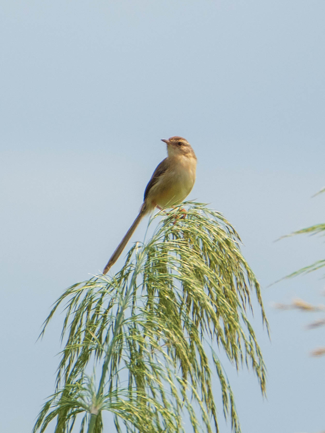 Photo of Plain Prinia at 関渡自然公園 by ryokawameister