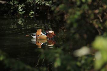 Mandarin Duck Unknown Spots Mon, 10/28/2019