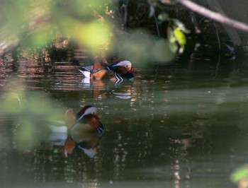 Mandarin Duck Unknown Spots Mon, 10/28/2019