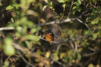 Common Kingfisher Unknown Spots Mon, 10/28/2019