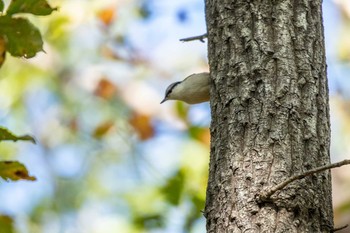 Eurasian Nuthatch 泉ヶ岳 Mon, 10/28/2019